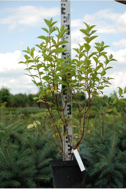 Гортензія Лаймлайт - 5л/вис.50-70см/Ø35-45см